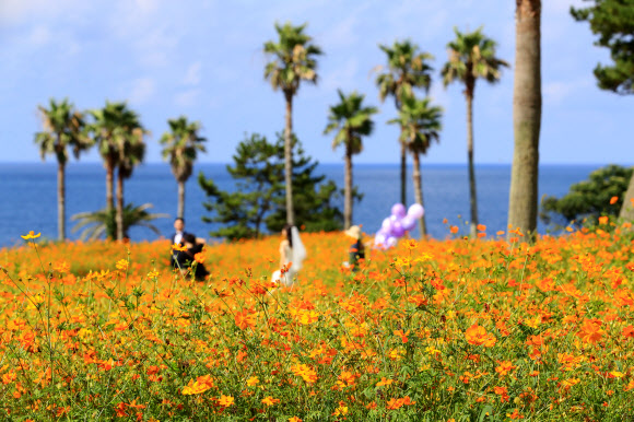 28일 오전 제주 서귀포시 표선면 소노캄 제주 내 정원에 황화 코스모스가 만개해 오가는 이들의 눈길을 사로잡고 있다. 2021.7.28  연합뉴스