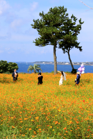 28일 오전 제주 서귀포시 표선면 소노캄 제주 내 정원에 황화 코스모스가 만개해 오가는 이들의 눈길을 사로잡고 있다. 2021.7.28  연합뉴스