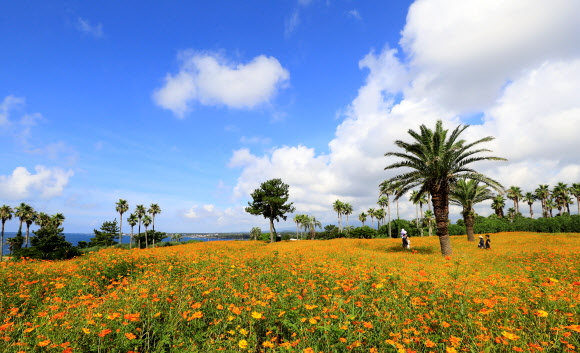 28일 오전 제주 서귀포시 표선면 소노캄 제주 내 정원에 황화 코스모스가 만개해 오가는 이들의 눈길을 사로잡고 있다. 2021.7.28  연합뉴스