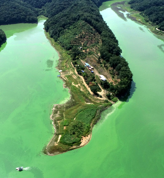 장마가 끝나고 낮 기온이 35도를 넘나드는 폭염이 이어지고 있는 28일 충청북도 옥천군 군북면 추소리 일대 대청호 위를 녹조가 뒤덮고 있다. 2021.7.28  연합뉴스