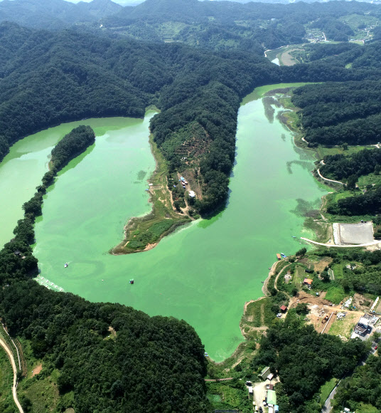 장마가 끝나고 낮 기온이 35도를 넘나드는 폭염이 이어지고 있는 28일 충청북도 옥천군 군북면 추소리 일대 대청호 위를 녹조가 뒤덮고 있다. 2021.7.28  연합뉴스