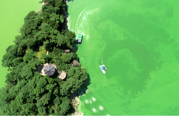 장마가 끝나고 낮 기온이 35도를 넘나드는 폭염이 이어지고 있는 28일 충청북도 옥천군 군북면 추소리 일대 대청호 위를 녹조가 뒤덮고 있다. 2021.7.28  연합뉴스