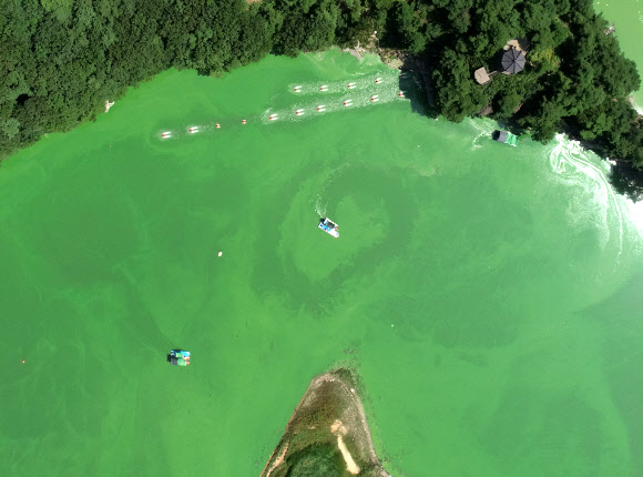 장마가 끝나고 낮 기온이 35도를 넘나드는 폭염이 이어지고 있는 28일 충청북도 옥천군 군북면 추소리 일대 대청호 위를 녹조가 뒤덮고 있다. 2021.7.28  연합뉴스