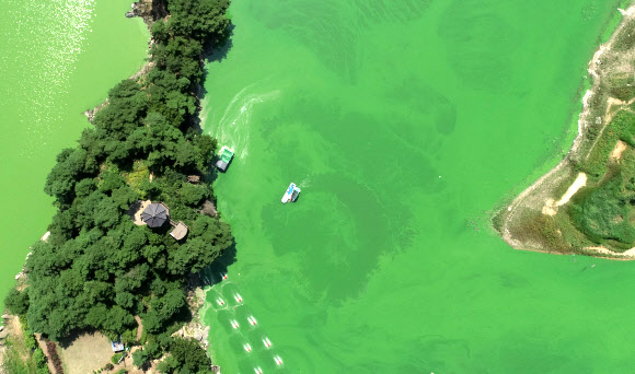 장마가 끝나고 낮 기온이 35도를 넘나드는 폭염이 이어지고 있는 28일 충청북도 옥천군 군북면 추소리 일대 대청호 위를 녹조가 뒤덮고 있다. 2021.7.28  연합뉴스