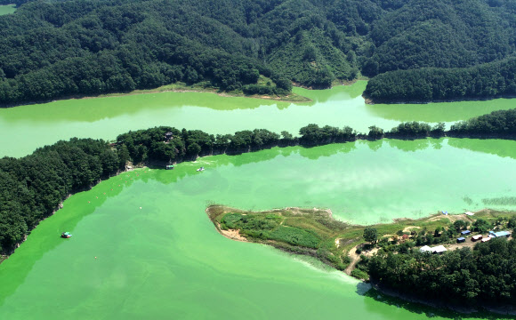 장마가 끝나고 낮 기온이 35도를 넘나드는 폭염이 이어지고 있는 28일 충청북도 옥천군 군북면 추소리 일대 대청호 위를 녹조가 뒤덮고 있다. 2021.7.28  연합뉴스
