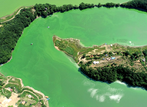 장마가 끝나고 낮 기온이 35도를 넘나드는 폭염이 이어지고 있는 28일 충청북도 옥천군 군북면 추소리 일대 대청호 위를 녹조가 뒤덮고 있다. 2021.7.28  연합뉴스