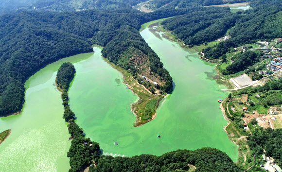 장마가 끝나고 낮 기온이 35도를 넘나드는 폭염이 이어지고 있는 28일 충청북도 옥천군 군북면 추소리 일대 대청호 위를 녹조가 뒤덮고 있다. 2021.7.28  연합뉴스