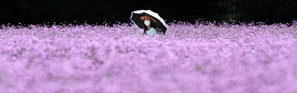 상림공원에 핀 버들마편초