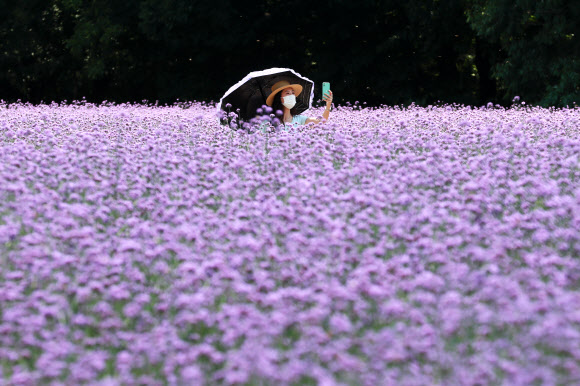 활짝 핀 버들마편초