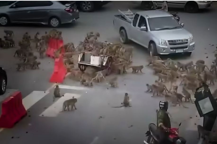 태국 롭부리 지역에서 원숭이들이 도로를 점령하고 패싸움을 벌이고 있다. 유튜브 화면 캡처
