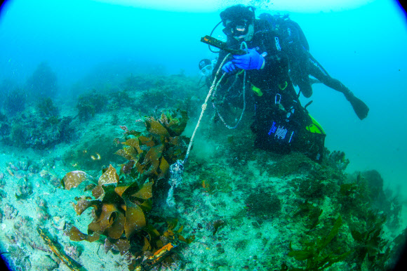 원희룡 제주지사가 1일 오전 서귀포시 보목항 일대 해양보호구역에서 다이빙클럽 볼레낭개 다이버들과 수중 플로깅 활동을 하고 있다. 수중 플로깅은 수중에서 해양쓰레기를 줍는 활동이다. 2021.8.1 연합뉴스