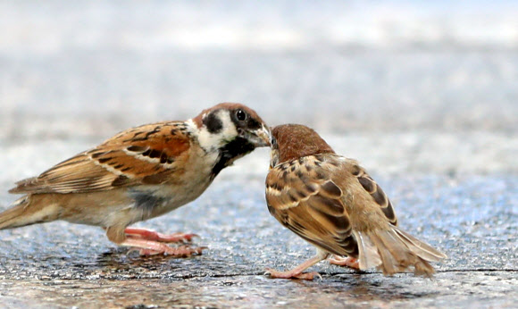 새끼 먹이는 참새