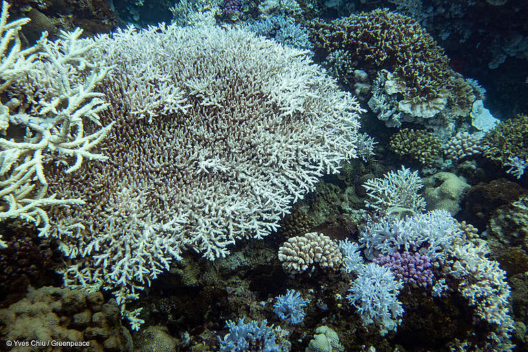 산호초 백화 현상.  그린피스 홈페이지