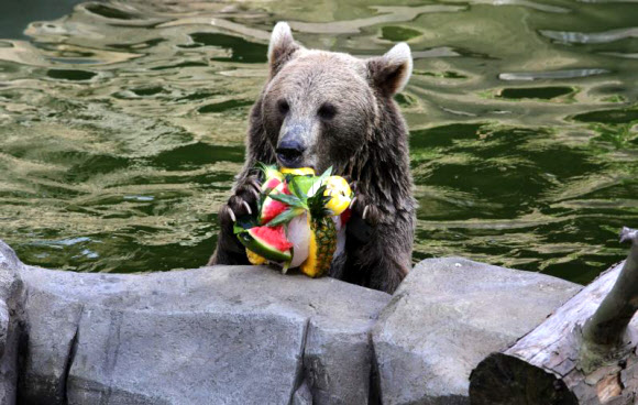 얼음 띄운 물에 수박·생닭…서울대공원 동물 여름나기
