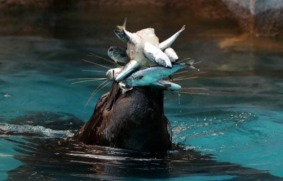 더위에는 얼음이 최고지