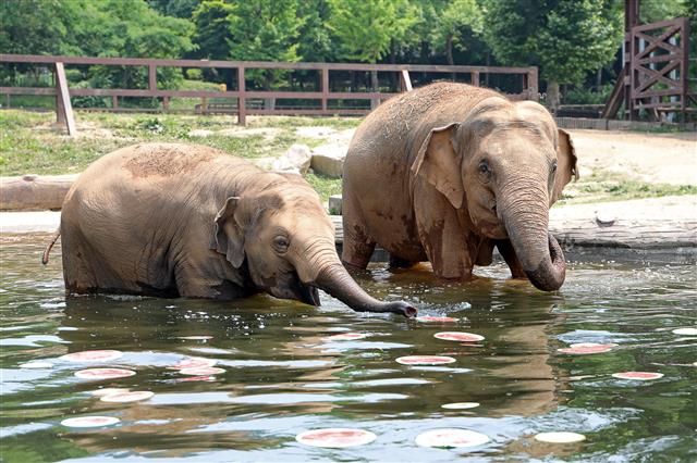 수박화채 맛있어요