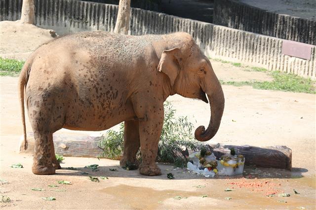 코끼리의 여름나기