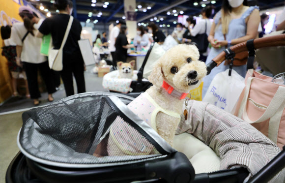 애견과 함께 전시회 관람