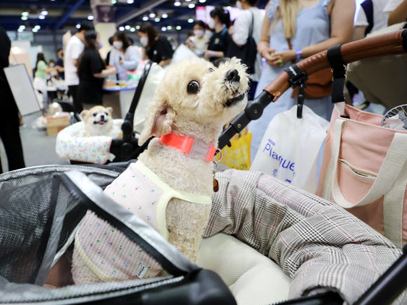 애견과 함께 전시회 관람