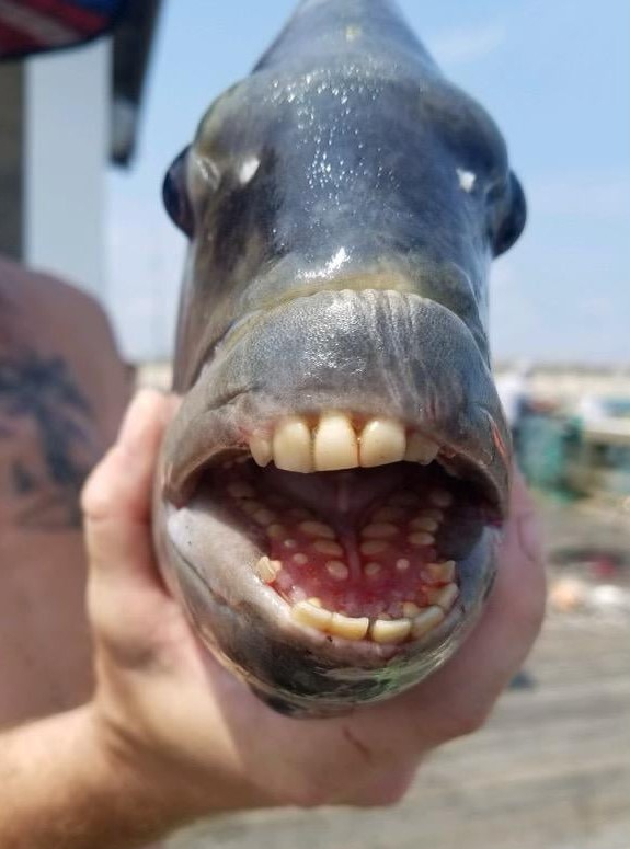 사람 치아와 흡사한 이빨을 가진 ‘인치어’(人齒魚)가 미국에서 발견돼 화제다. 사진=‘제넷 부두’(Jennette‘s Pier) 페이스북