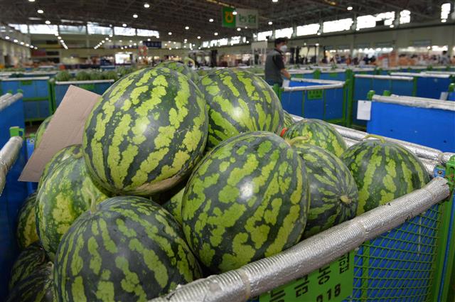 절기상 말복(末伏)인 10일 경북 포항시 북구 흥해읍 농산물도매시장에서 상인이 수박을 지나치고 있다. 현재 농산물시장에서는 도매로 2만5000원 선에 거래되고 있다.2021.8.10 뉴스1