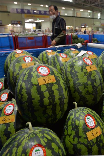 절기상 말복(末伏)인 10일 경북 포항시 북구 흥해읍 농산물도매시장에서 상인이 수박을 지나치고 있다. 현재 농산물시장에서는 도매로 2만5000원 선에 거래되고 있다.2021.8.10 뉴스1