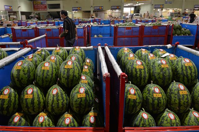 절기상 말복(末伏)인 10일 경북 포항시 북구 흥해읍 농산물도매시장에서 상인이 수박을 지나치고 있다. 현재 농산물시장에서는 도매로 2만5000원 선에 거래되고 있다.2021.8.10 뉴스1