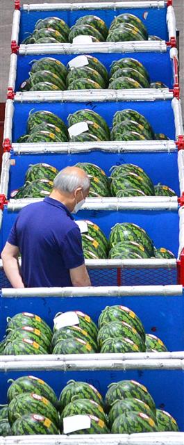 절기상 말복(末伏)인 10일 경북 포항시 북구 흥해읍 농산물도매시장에서 상인이 수박을 살펴보고 있다. 현재 농산물시장에서는 도매로 2만5000원 선에 거래되고 있다.2021.8.10 뉴스1