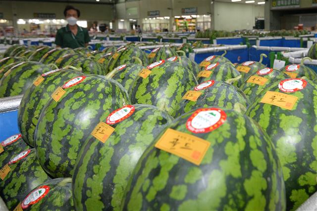 절기상 말복(末伏)인 10일 경북 포항시 북구 흥해읍 농산물도매시장에서 상인이 수박을 살펴보고 있다. 현재 농산물시장에서는 도매로 2만5000원 선에 거래되고 있다.2021.8.10 뉴스1