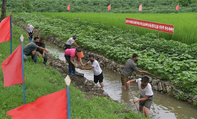 북한 노동당 기관지 노동신문은 12일 “큰물과 폭우에 의한 피해막이 대책을 철저히 세우자”라고 촉구했다. 신문은 평안남도 “협동농장들에서 물이 쭉쭉 빠질 수 있게 물길들을 가셔내면서 농경지 보호 대책을 철저히 세우고 있다”라고 전했다. 사진은 만경대구역 만경대남새전문농장. 평양 노동신문 뉴스1