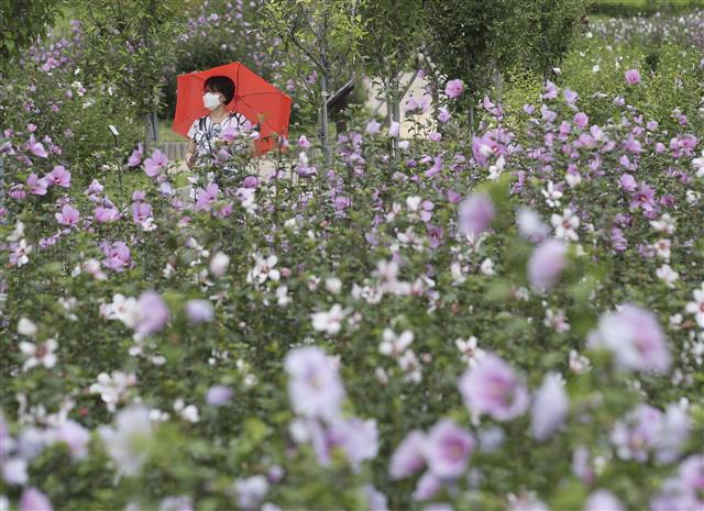 제76주년 광복절을 사흘 앞둔 12일 울산 중구 태화강 국가정원에서 한 시민이 활짝 핀 무궁화를 감상하고 있다. 2021.8.12 뉴스1