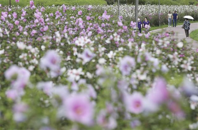 제76주년 광복절을 사흘 앞둔 12일 울산 중구 태화강 국가정원에서 시민들이 활짝 핀 무궁화를 감상하고 있다. 2021.8.12 뉴스1