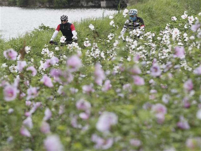 제76주년 광복절을 사흘 앞둔 12일 울산 중구 태화강 국가정원에서 시민들이 활짝 핀 무궁화를 감상하고 있다. 2021.8.12 뉴스1