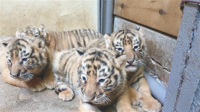 에버랜드 동물원이 지난 6월 27일 자연번식으로 태어나 오는 광복절에 생후 50일을 맞는 한국호랑이 5남매의 사진을 12일 공개했다.  한국호랑이는 보통 한 번에 2~3마리 정도만 출산하는 것으로 알려져 있어, 5남매가 한 번에 태어난 것은 세계적으로도 매우 희귀한 사례다. 2021.8.12 에버랜드 제공