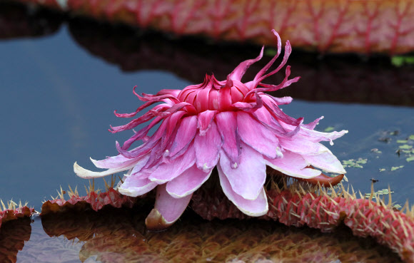 활짝 핀 ‘빅토리아연꽃’