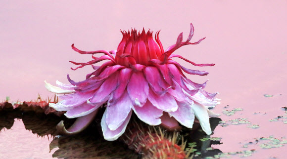 상림공원에 핀 빅토리아연꽃