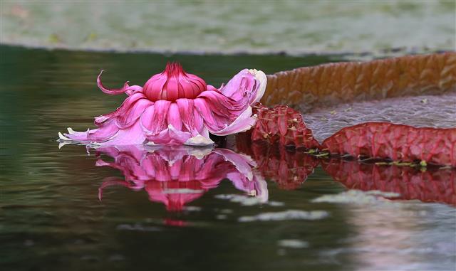 빅토리아 연꽃의 자태