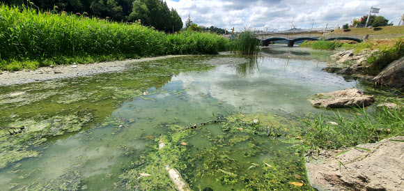 춘천시 공지천 녹색빛