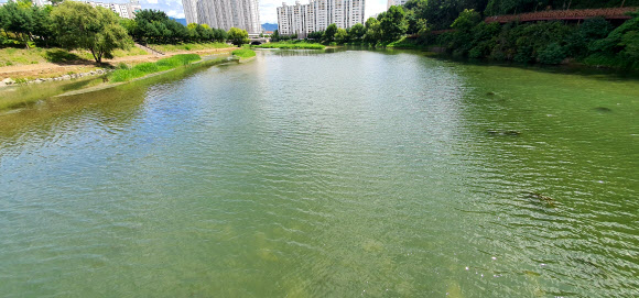 춘천시 공지천 녹색빛