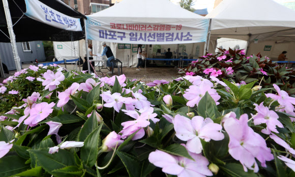 임시선별검사소 옆 꽃