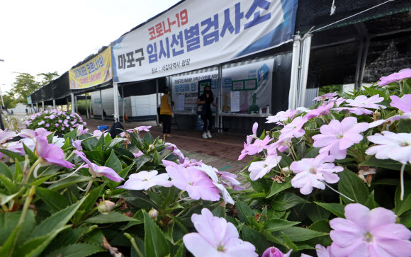 임시선별검사소 옆 꽃