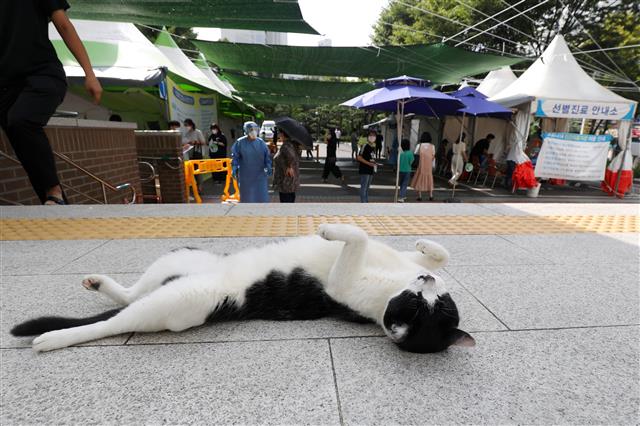 길고양이 망중한