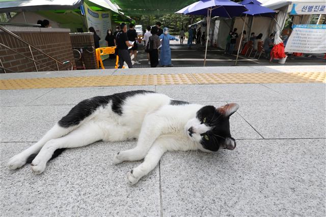 선별진료소 앞 길고양이