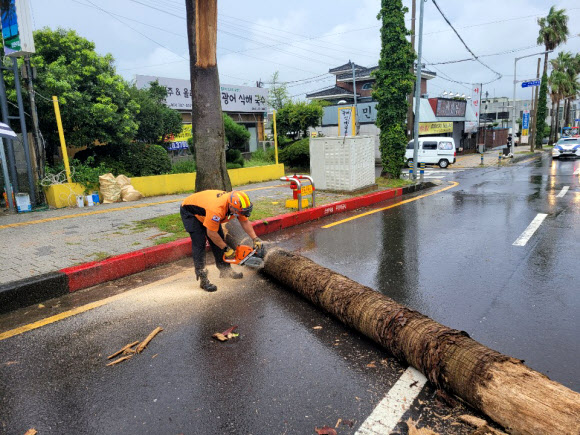 강풍주의보가 내려진 21일 오후 제주시 이도2동 한마음병원 인근 도로에 심어진 야자수가 강풍을 이기지 못하고 부러져 소방대원들이 안전조치를 하고 있다. 2021.8.21  제주도소방안전본부 제공