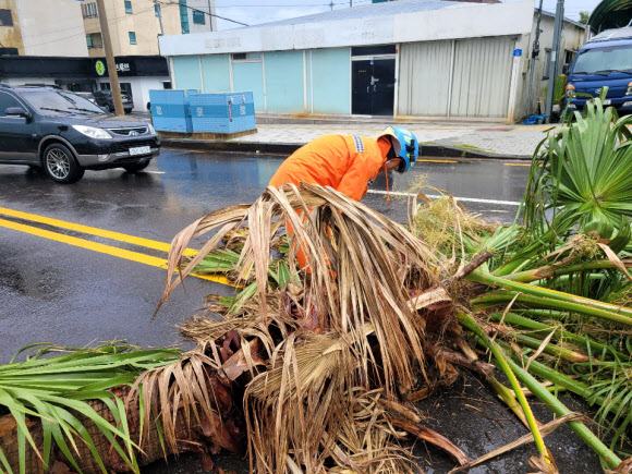 강풍주의보가 내려진 21일 오후 제주시 이도2동 한마음병원 인근 도로에 심어진 야자수가 강풍을 이기지 못하고 부러져 소방대원들이 안전조치를 하고 있다. 2021.8.21  제주도소방안전본부 제공