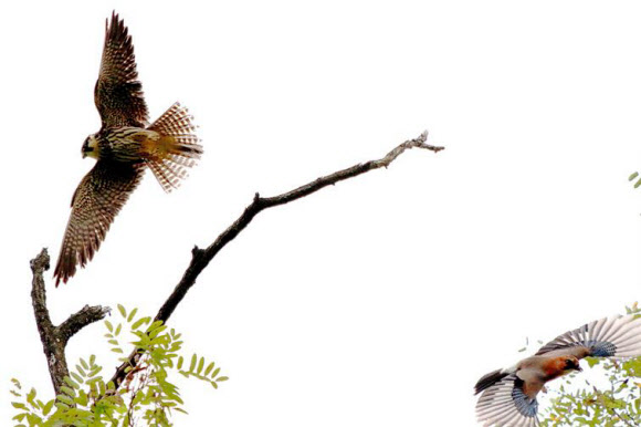 마포구 ‘성미산에 멸종위기종 새호리기 서식’