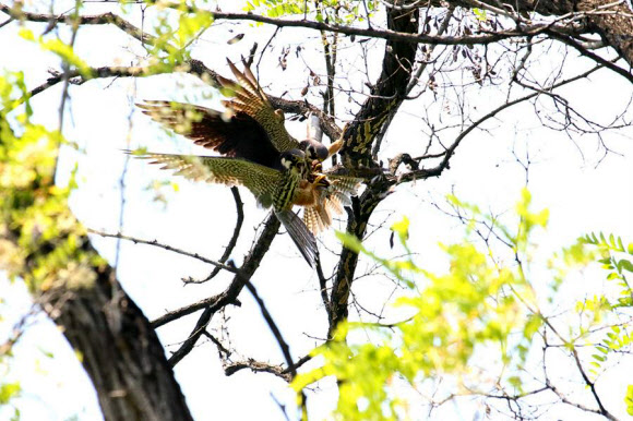 마포구 ‘성미산에 멸종위기종 새호리기 서식’