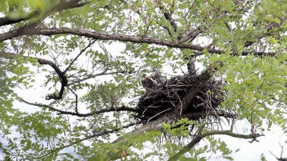 마포구 ‘성미산에 멸종위기종 새호리기 서식’