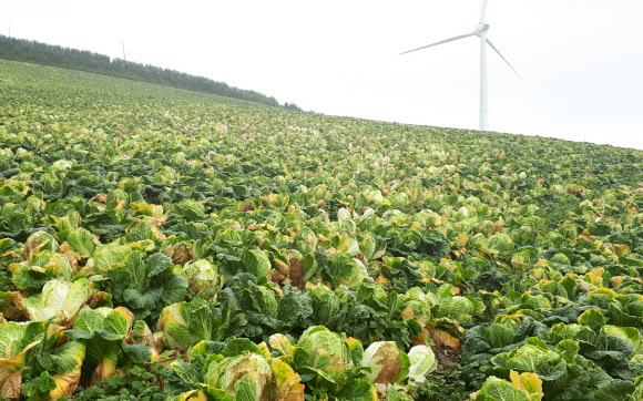 25일 강원 태백 매봉산 재배단지의 고랭지 배추가 잦은 비에 썩어가고 있다. 2021.8.25  연합뉴스