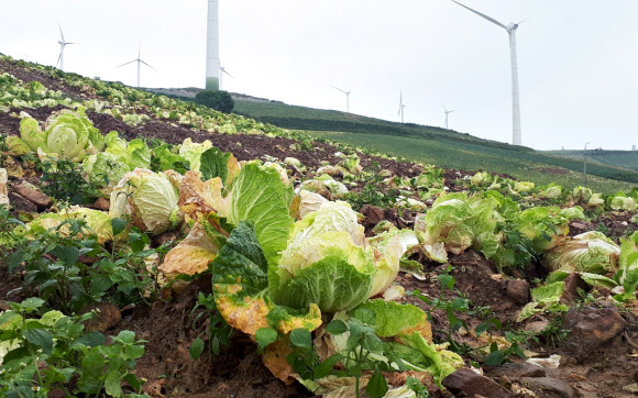 25일 강원 태백 매봉산 재배단지의 고랭지 배추가 잦은 비에 썩어가고 있다. 2021.8.25  연합뉴스